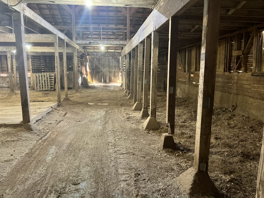 The central aisle of the barn looking toward daylight at the far doorway, with stalls on both sides and a rutted dirt floor.